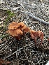  (Laccaria - HAY-F-002587)  @11 [ ] c (2023) Rudy Diaz Fungal Diversity Survey