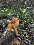 ( - HAY-F-001615)  @11 [ ] c (2023) Rudy Diaz Fungal Diversity Survey