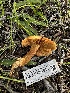  ( - HAY-F-001615)  @11 [ ] c (2023) Rudy Diaz Fungal Diversity Survey