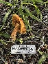  ( - HAY-F-001615)  @11 [ ] c (2023) Rudy Diaz Fungal Diversity Survey