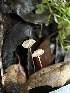  ( - HAY-F-002570)  @11 [ ] c (2023) Rudy Diaz Fungal Diversity Survey