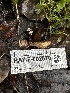 ( - HAY-F-002570)  @11 [ ] c (2023) Rudy Diaz Fungal Diversity Survey