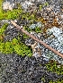  ( - HAY-F-002053)  @11 [ ] by-nc (2023) Stu Pickell Fungal Diversity Survey