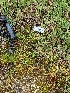  ( - HAY-F-002053)  @11 [ ] by-nc (2023) Stu Pickell Fungal Diversity Survey