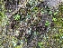  ( - HAY-F-002055)  @11 [ ] by-nc (2023) Stu Pickell Fungal Diversity Survey