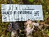  (Hypomyces sp. cervinigenus-BC01 - HAY-F-002052)  @11 [ ] by-nc (2023) Stu Pickell Fungal Diversity Survey