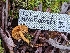  ( - HAY-F-002063)  @11 [ ] by-nc (2023) Stu Pickell Fungal Diversity Survey