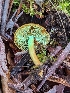  ( - HAY-F-002063)  @11 [ ] by-nc (2023) Stu Pickell Fungal Diversity Survey