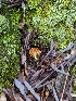  ( - HAY-F-002063)  @11 [ ] by-nc (2023) Stu Pickell Fungal Diversity Survey