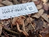  ( - HAY-F-002072)  @11 [ ] by-nc (2023) Stu Pickell Fungal Diversity Survey