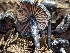  ( - HAY-F-002083)  @11 [ ] by-nc (2023) Stu Pickell Fungal Diversity Survey