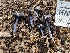  ( - HAY-F-002083)  @11 [ ] by-nc (2023) Stu Pickell Fungal Diversity Survey
