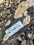  ( - HAY-F-000465)  @11 [ ] c (2023) Rudy Diaz Fungal Diversity Survey