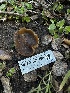  ( - HAY-F-000466)  @11 [ ] c (2023) Rudy Diaz Fungal Diversity Survey