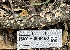  ( - HAY-F-000460)  @11 [ ] c (2023) Rudy Diaz Fungal Diversity Survey