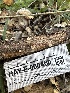  ( - HAY-F-000460)  @11 [ ] c (2023) Rudy Diaz Fungal Diversity Survey