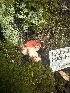  ( - HAY-F-000454)  @11 [ ] c (2023) Rudy Diaz Fungal Diversity Survey