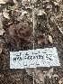  ( - HAY-F-000455)  @11 [ ] c (2023) Rudy Diaz Fungal Diversity Survey