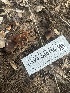  ( - HAY-F-000455)  @11 [ ] c (2023) Rudy Diaz Fungal Diversity Survey