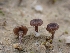  ( - HAY-F-001943)  @11 [ ] by-nc (2023) Sadie Hickey Fungal Diversity Survey