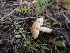  ( - HAY-F-001811)  @11 [ ] by-nc (2023) Sadie Hickey Fungal Diversity Survey
