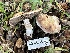  (Agaricus - HAY-F-002582)  @11 [ ] c (2023) Rudy Diaz Fungal Diversity Survey