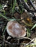  ( - HAY-F-002591)  @11 [ ] c (2023) Rudy Diaz Fungal Diversity Survey