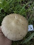  ( - HAY-F-002592)  @11 [ ] c (2023) Rudy Diaz Fungal Diversity Survey
