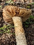  ( - HAY-F-002078)  @11 [ ] by-nc (2023) Stu Pickell Fungal Diversity Survey
