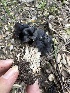  ( - HAY-F-001250)  @11 [ ] by-nc (2023) Aaron Tupac Fungal Diversity Survey