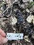  ( - HAY-F-001250)  @11 [ ] by-nc (2023) Aaron Tupac Fungal Diversity Survey