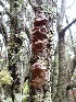  ( - HAY-F-001784)  @11 [ ] by-nc (2023) Sadie Hickey Fungal Diversity Survey