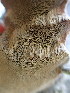  ( - HAY-F-001784)  @11 [ ] by-nc (2023) Sadie Hickey Fungal Diversity Survey