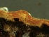  ( - HAY-F-002600)  @11 [ ] c (2023) Rudy Diaz Fungal Diversity Survey