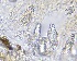  ( - HAY-F-002600)  @11 [ ] c (2023) Rudy Diaz Fungal Diversity Survey