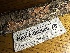  ( - HAY-F-002600)  @11 [ ] c (2023) Rudy Diaz Fungal Diversity Survey