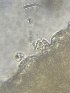  ( - HAY-F-002599)  @11 [ ] c (2023) Rudy Diaz Fungal Diversity Survey
