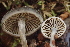  ( - HAY-F-000438)  @11 [ ] cc-by-nc (2023) Damon Tighe FunDiS