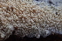  ( - HAY-F-002773)  @11 [ ] by-nc (2023) Damon Tighe Fungal Diversity Survey
