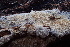  ( - HAY-F-002773)  @11 [ ] by-nc (2023) Damon Tighe Fungal Diversity Survey