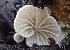  ( - HAY-F-002775)  @11 [ ] by-nc (2023) Damon Tighe Fungal Diversity Survey