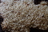  ( - HAY-F-002776)  @11 [ ] by-nc (2023) Damon Tighe Fungal Diversity Survey
