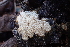  ( - HAY-F-002776)  @11 [ ] by-nc (2023) Damon Tighe Fungal Diversity Survey