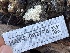  ( - HAY-F-002776)  @11 [ ] by-nc (2023) Damon Tighe Fungal Diversity Survey