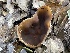  (Peziza sp. arvernensis-CA01 - HAY-F-002784)  @11 [ ] by-nc (2023) Damon Tighe Fungal Diversity Survey