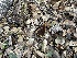  ( - HAY-F-002784)  @11 [ ] by-nc (2023) Damon Tighe Fungal Diversity Survey