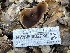  ( - HAY-F-002784)  @11 [ ] by-nc (2023) Damon Tighe Fungal Diversity Survey