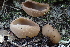  (Peziza sp. arvernensis-PNW05 - HAY-F-002787)  @11 [ ] by-nc (2023) Damon Tighe Fungal Diversity Survey