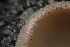  ( - HAY-F-002787)  @11 [ ] by-nc (2023) Damon Tighe Fungal Diversity Survey