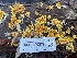  ( - HAY-F-002790)  @11 [ ] by-nc (2023) Damon Tighe Fungal Diversity Survey